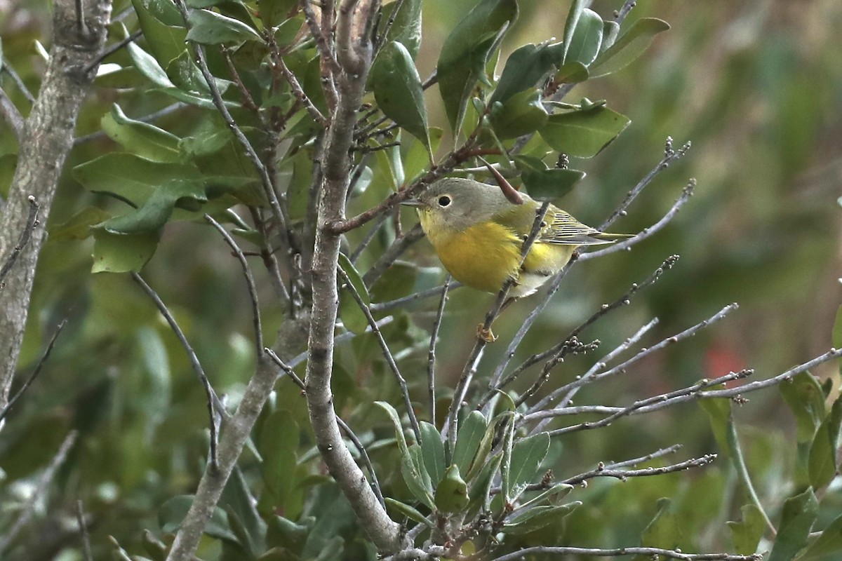Nashville Warbler - ML644665890