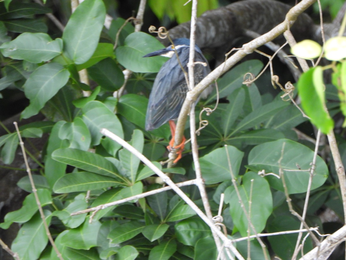 Striated Heron - ML644665892