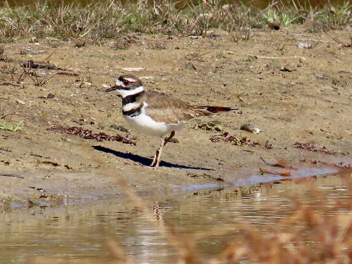 Killdeer - ML644665895