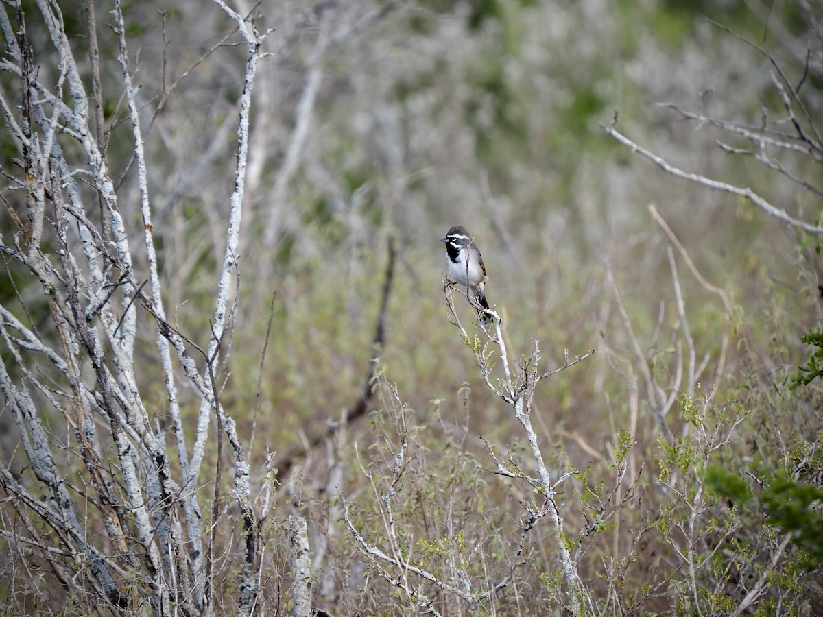 Black-throated Sparrow - ML644665896
