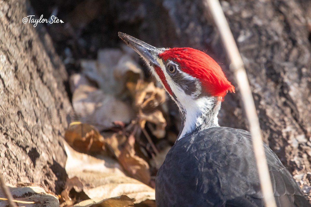 Pileated Woodpecker - ML644665899