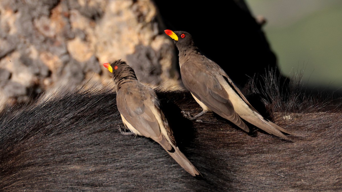 Yellow-billed Oxpecker - ML644665904