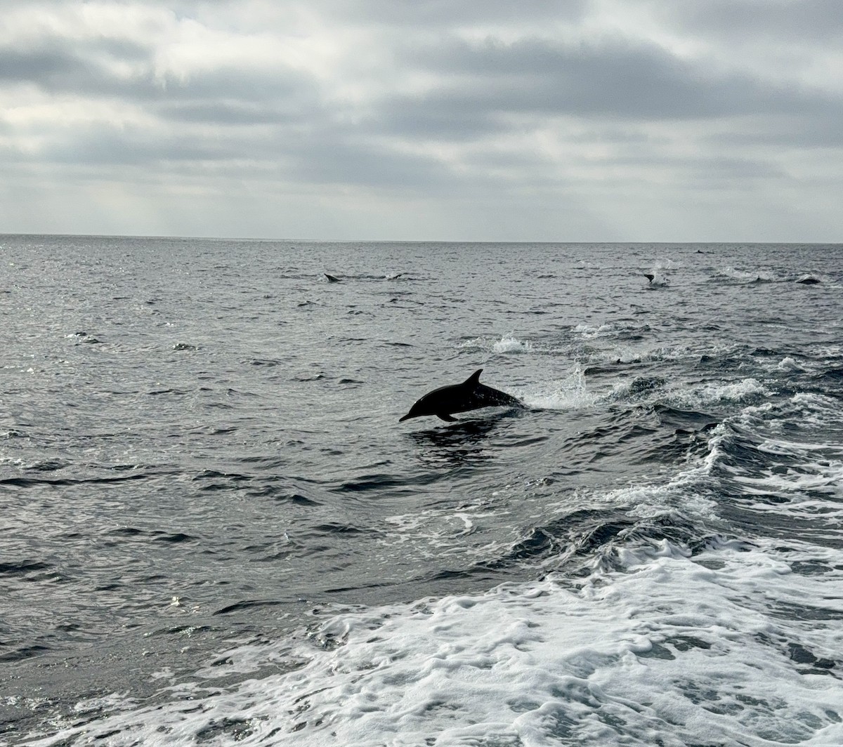 Eastern Pacific Long-beaked Common Dolphin - ML644665907