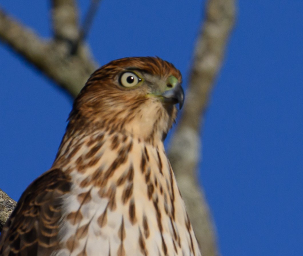Cooper's Hawk - ML644665908