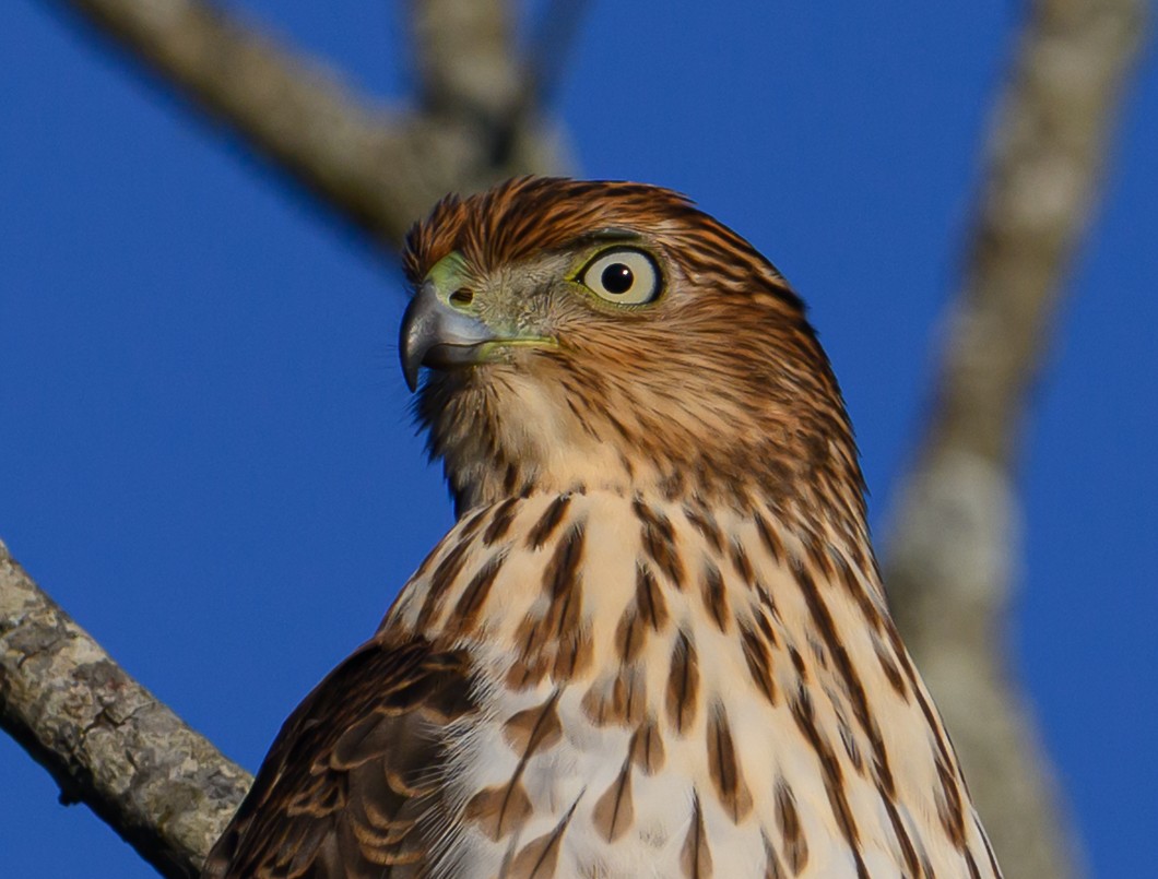 Cooper's Hawk - ML644665909