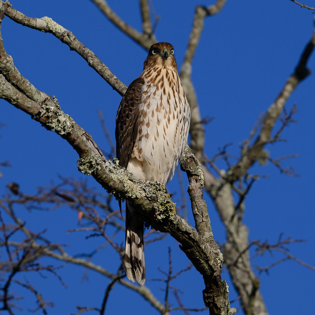 Cooper's Hawk - ML644665910