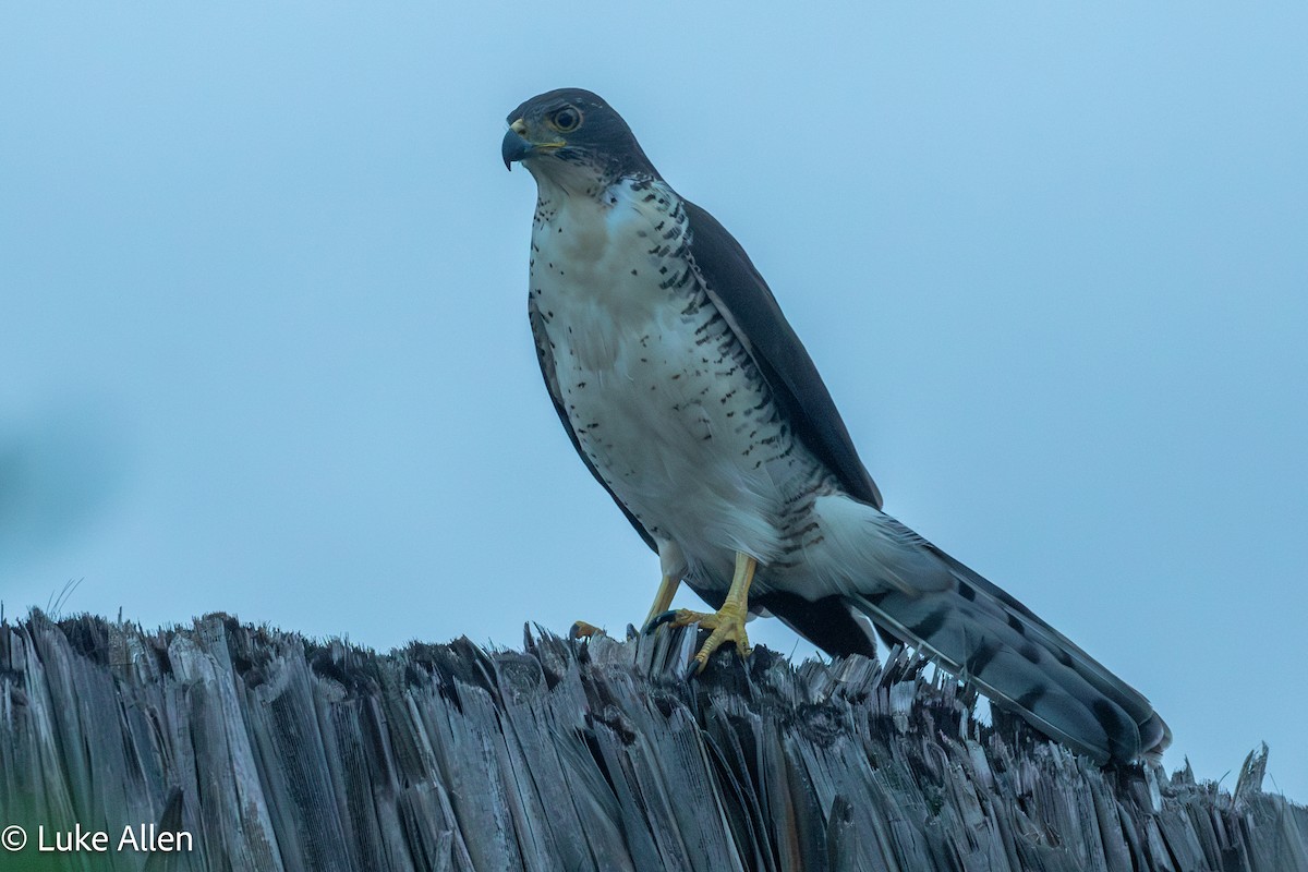 African Goshawk - ML644665916