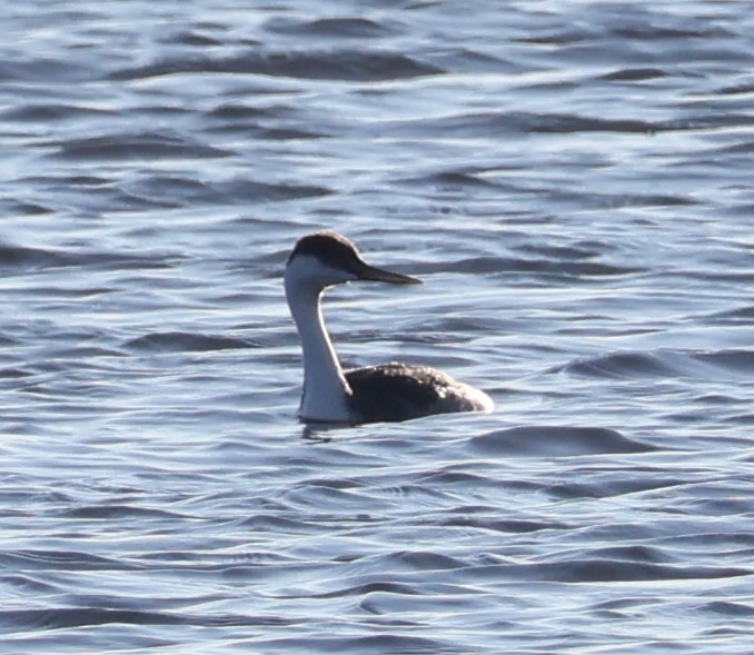 Western Grebe - ML644665917