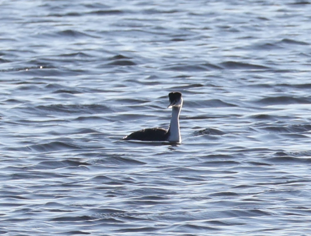 Western Grebe - ML644665918