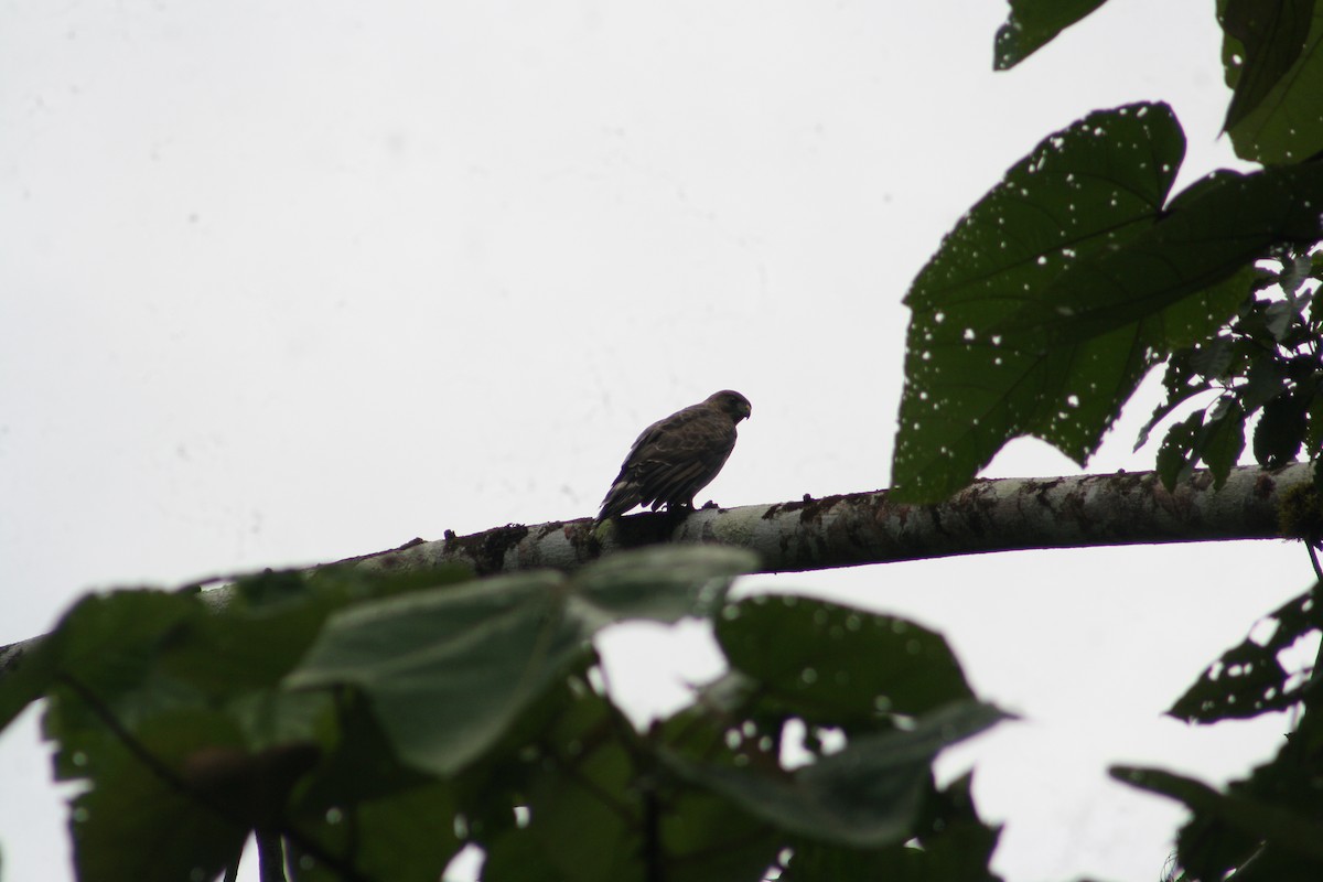 Broad-winged Hawk - ML644665931