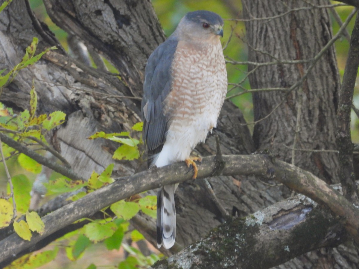 Cooper's Hawk - ML644665933
