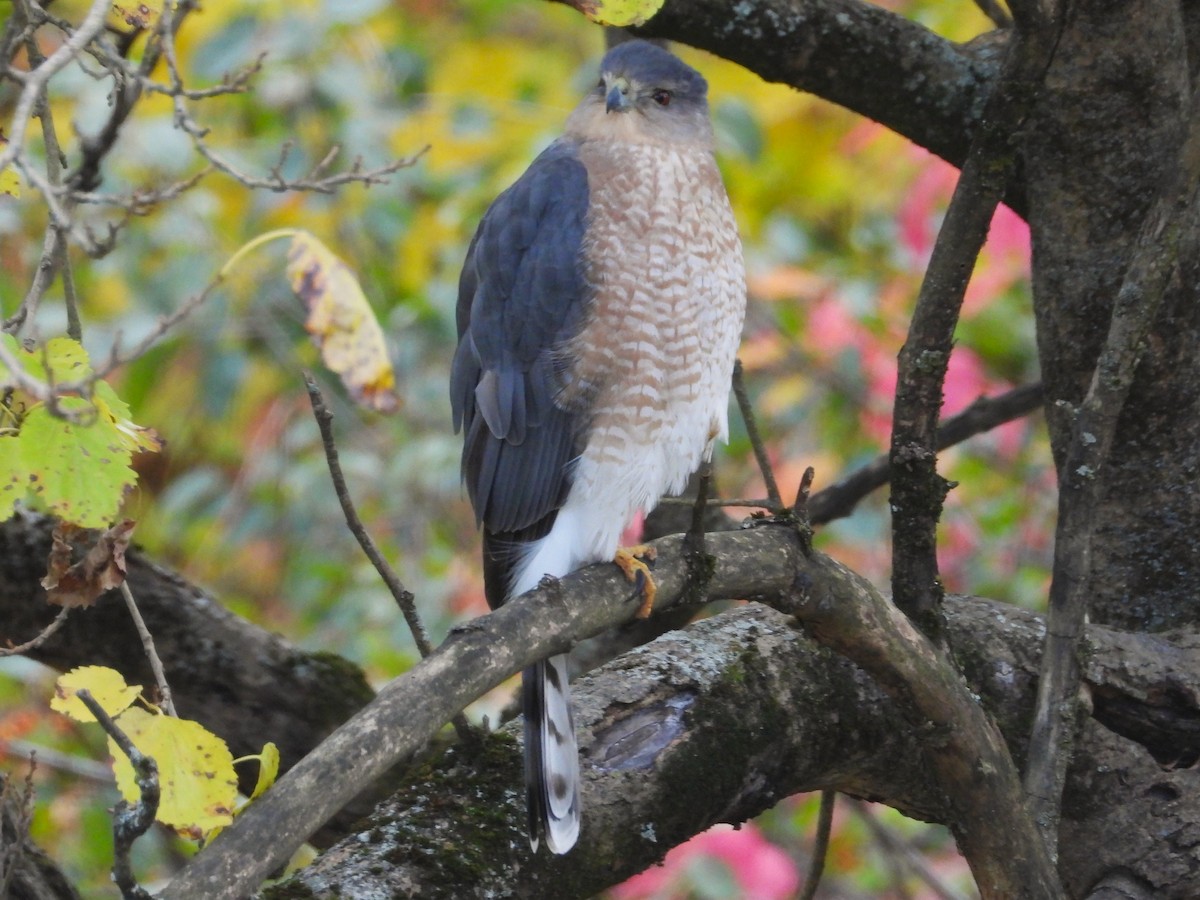 Cooper's Hawk - ML644665934