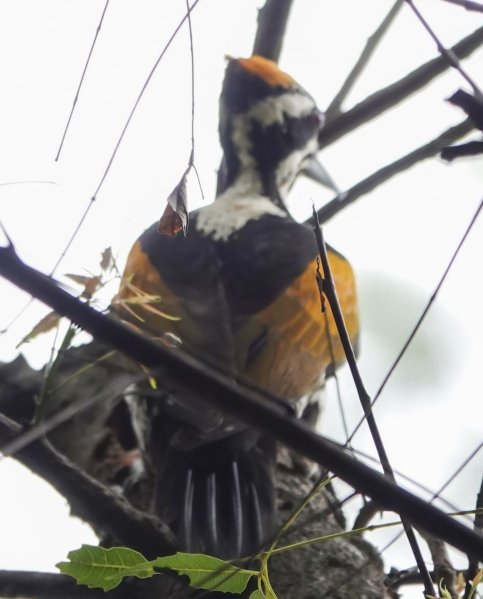 White-naped Woodpecker - ML644665941
