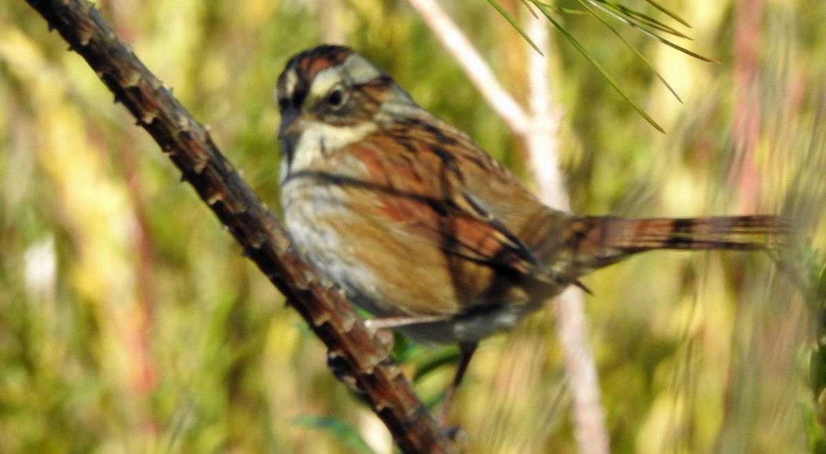 ヌマウタスズメ - ML644665944