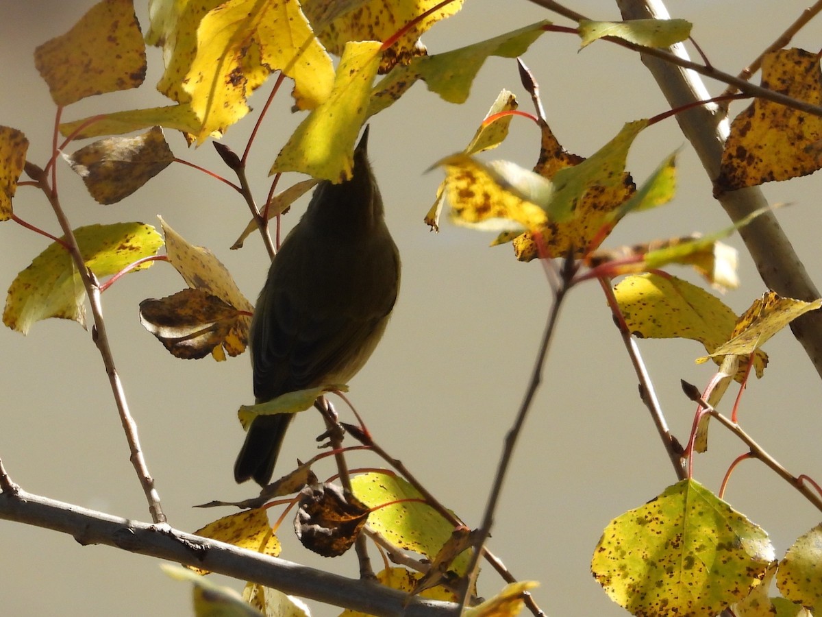 Mosquitero Común - ML644665945