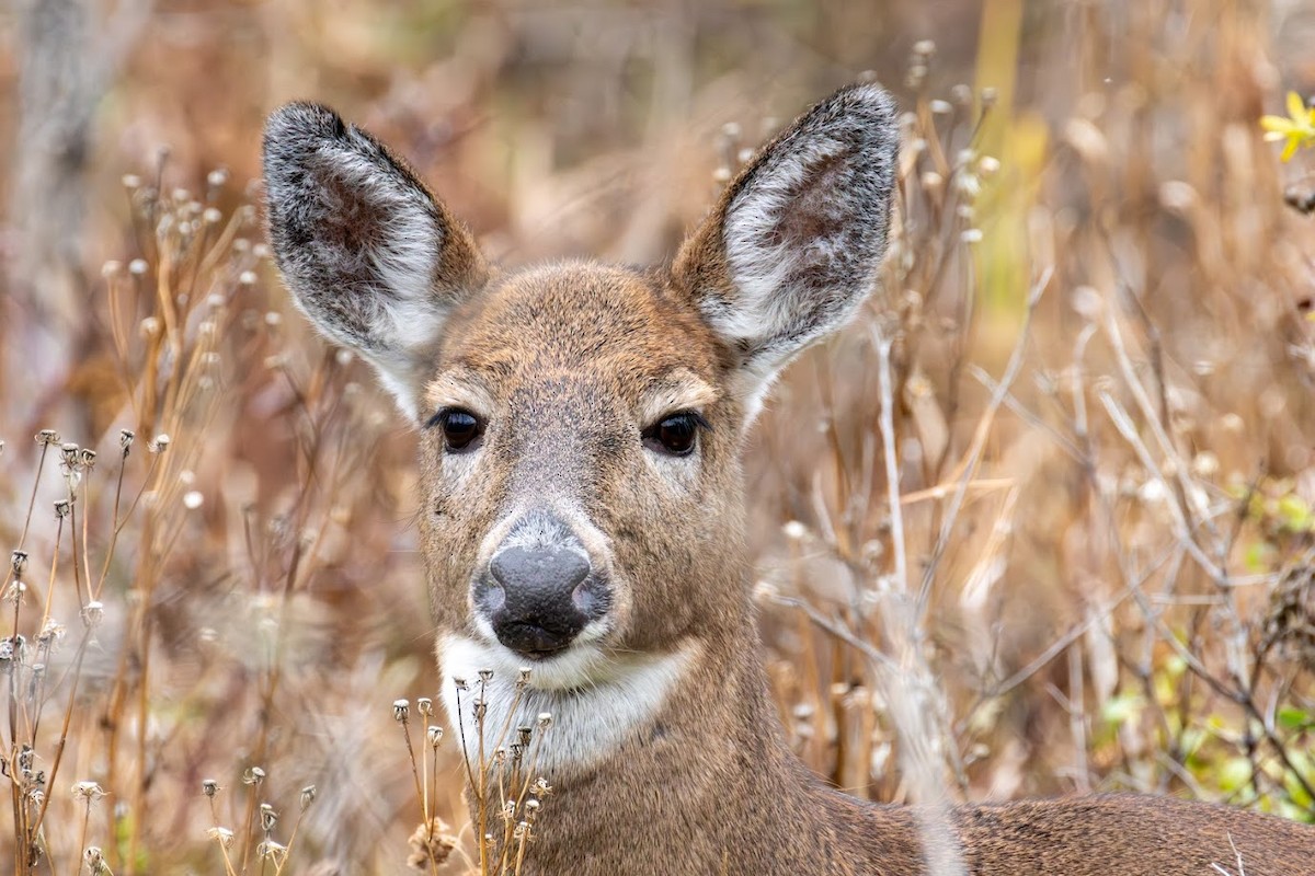 Animals - ML644665947