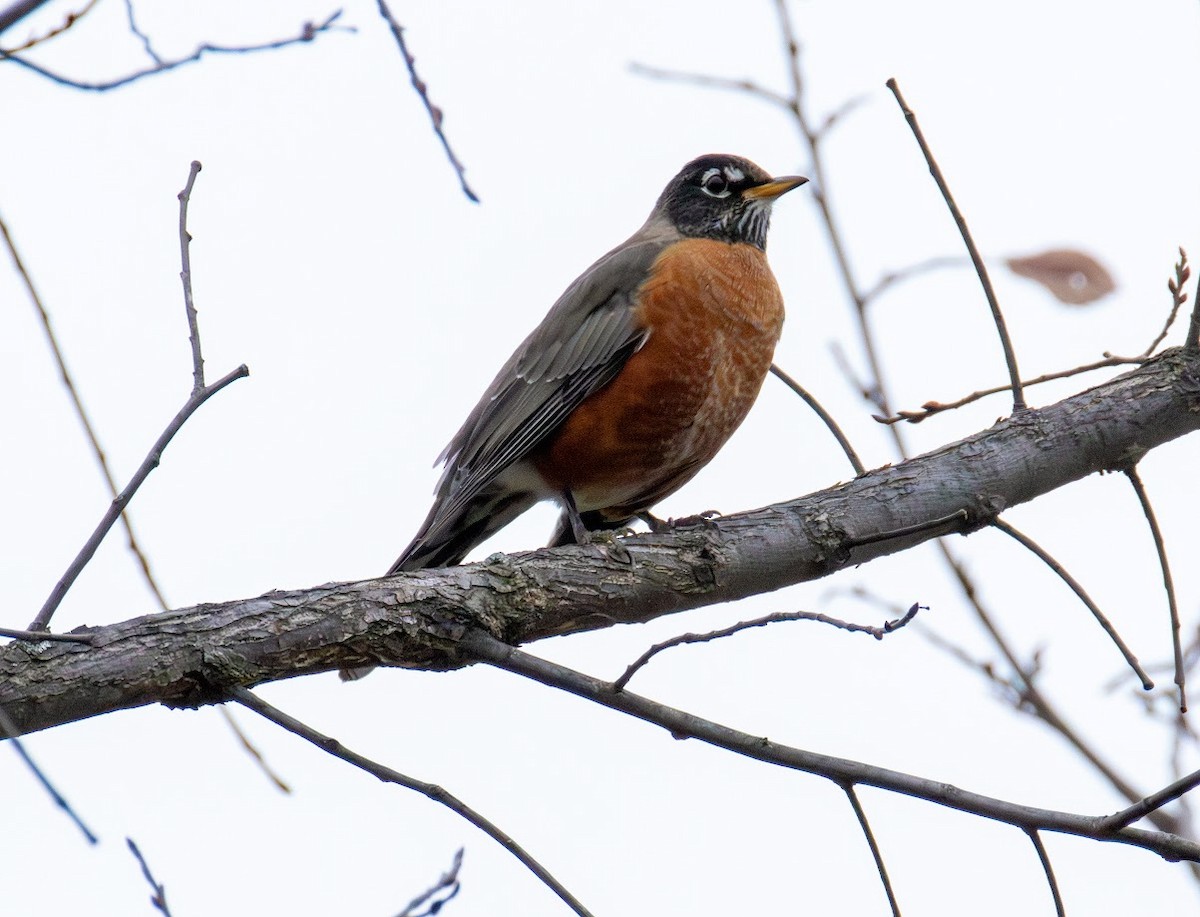 American Robin - ML644665951