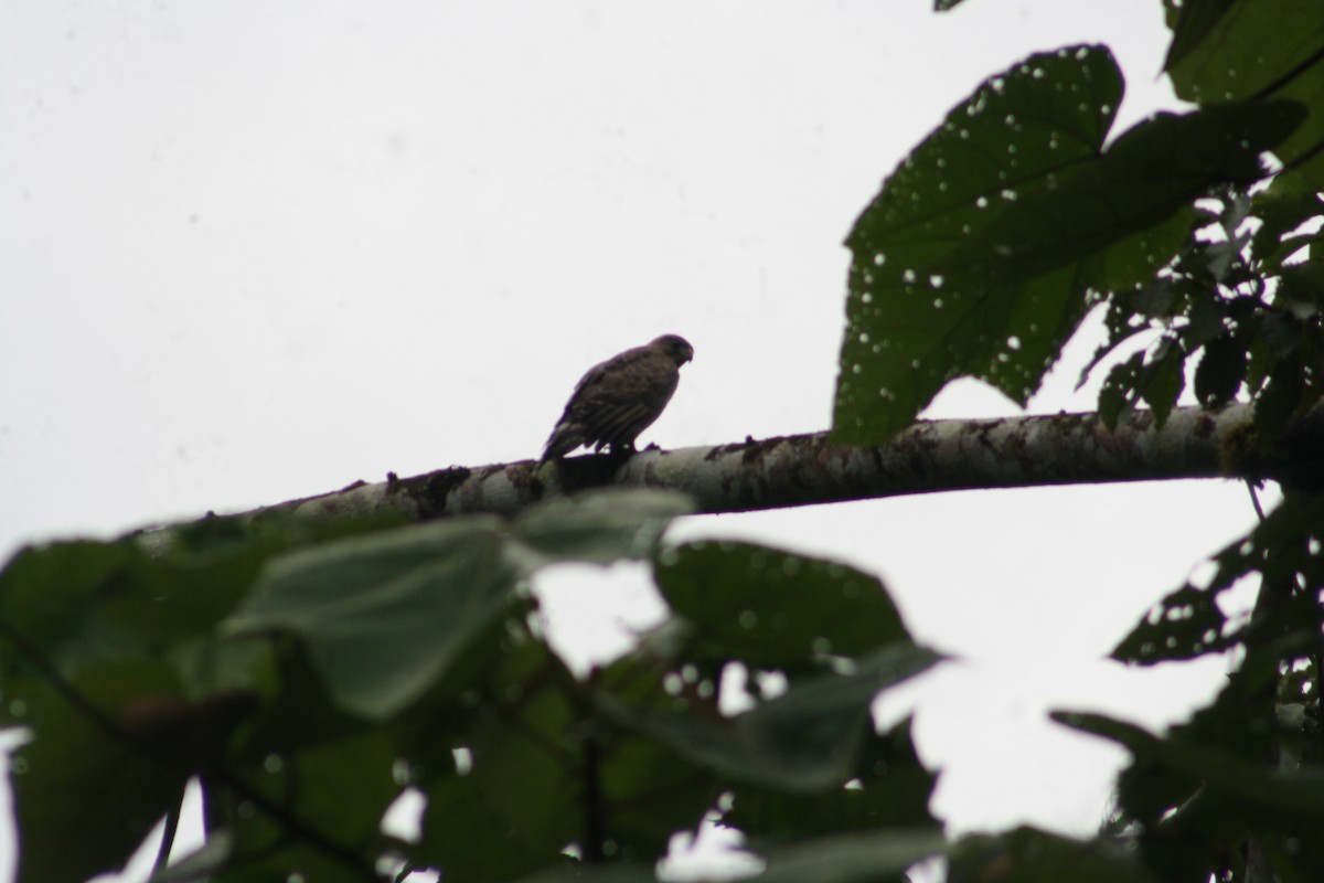 Broad-winged Hawk - ML644665955
