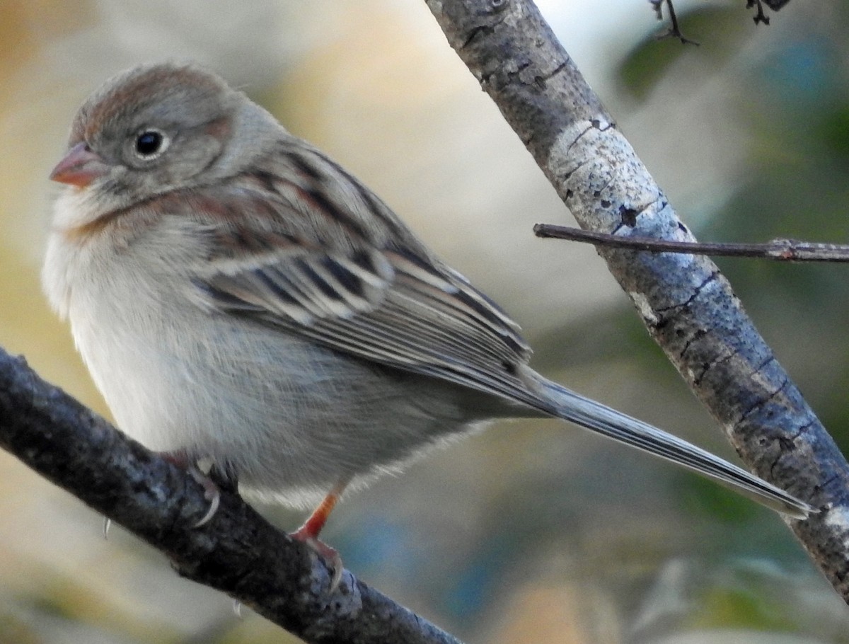 ヒメドリ - ML644665974