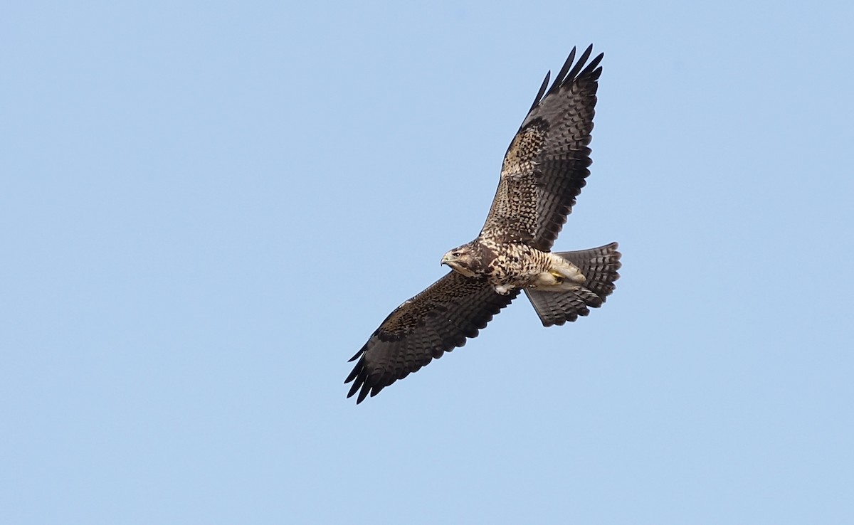 Swainson's Hawk - ML644665975