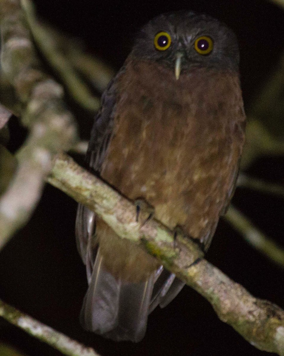 Papuan Owl - ML644665979