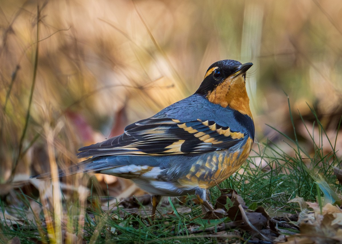 Varied Thrush - ML644665981