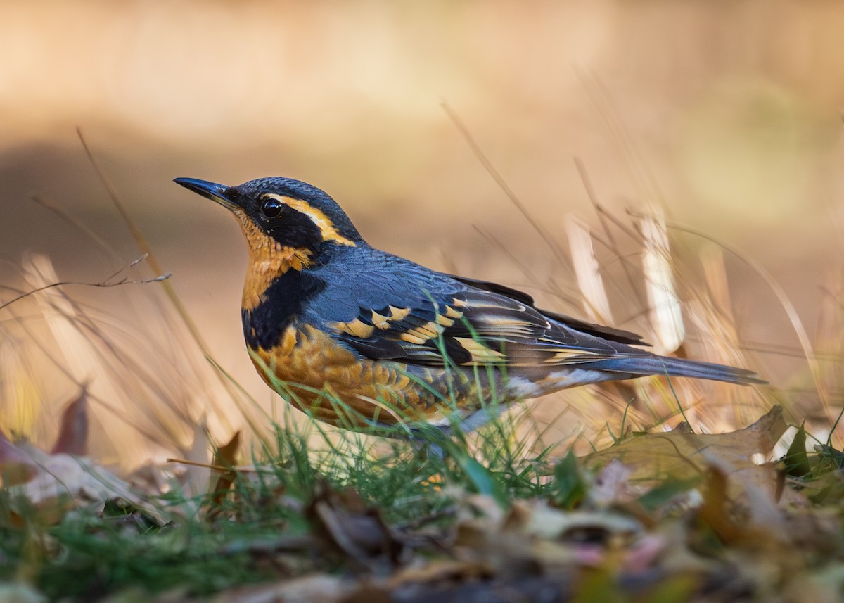 Varied Thrush - ML644665982