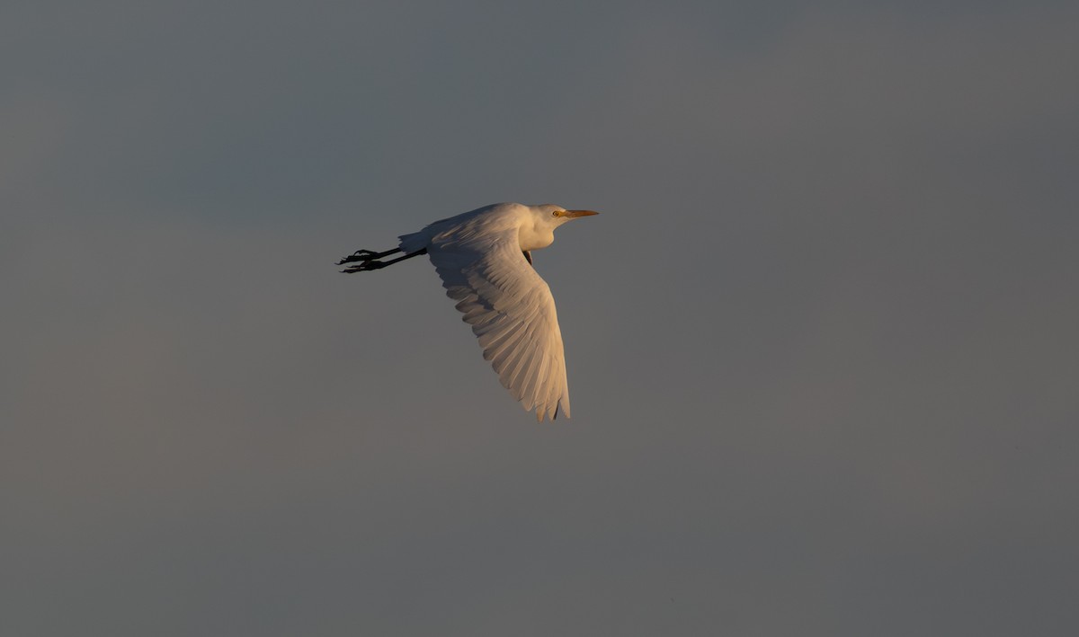 Western Cattle-Egret - ML644665987