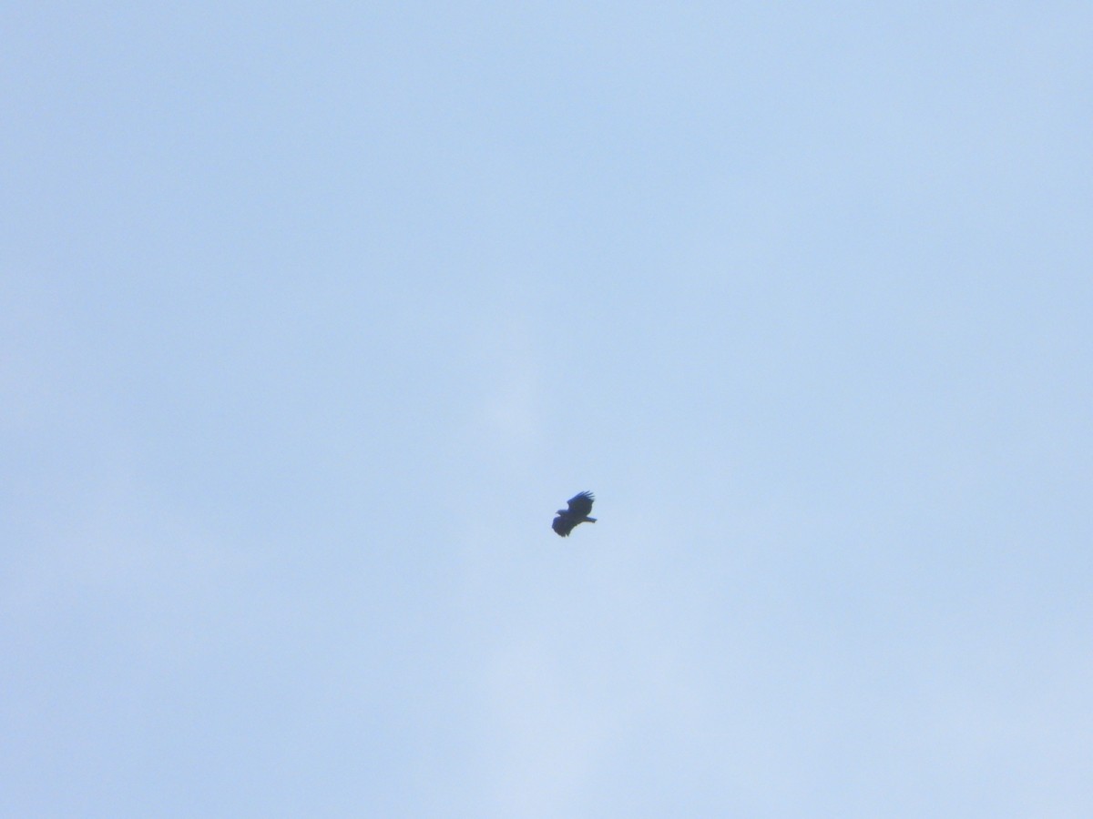 Slender-billed Kite - ML644665993