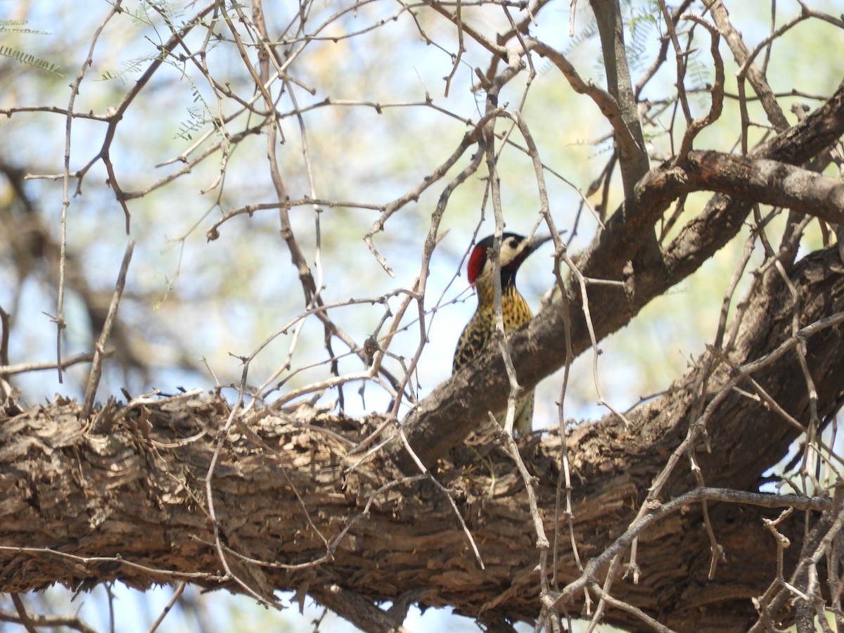 Green-barred Woodpecker - ML644665994