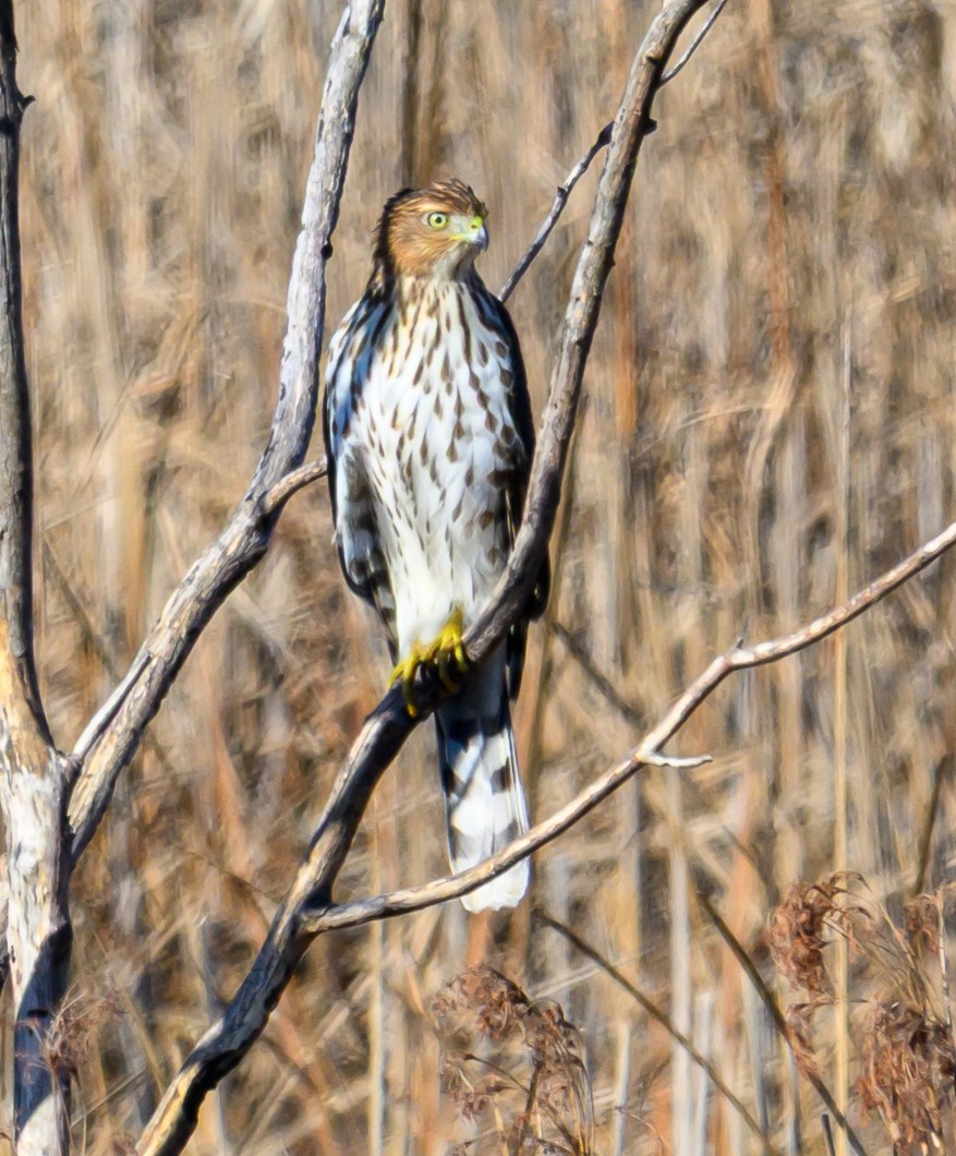 Cooper's Hawk - ML644666004