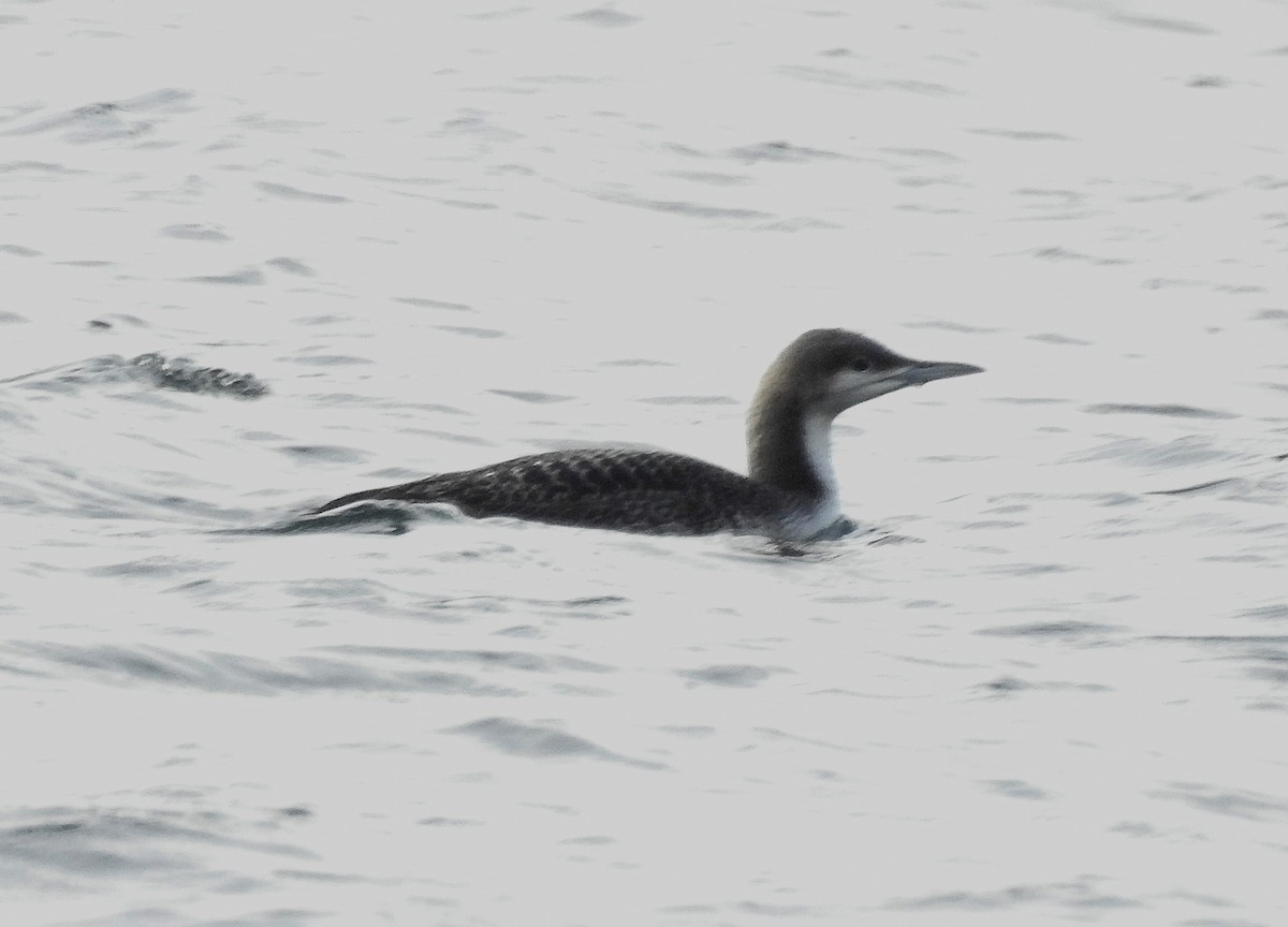 Plongeon du Pacifique - ML644666005