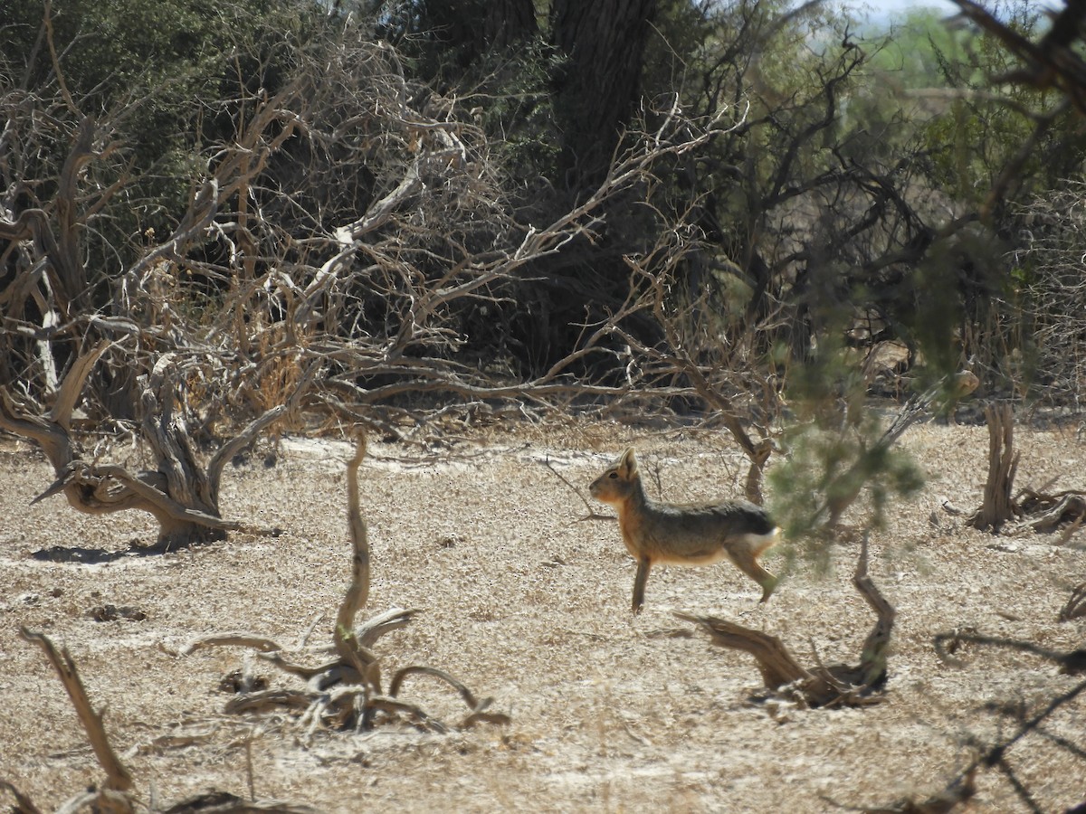 Patagonian Mara - ML644666011