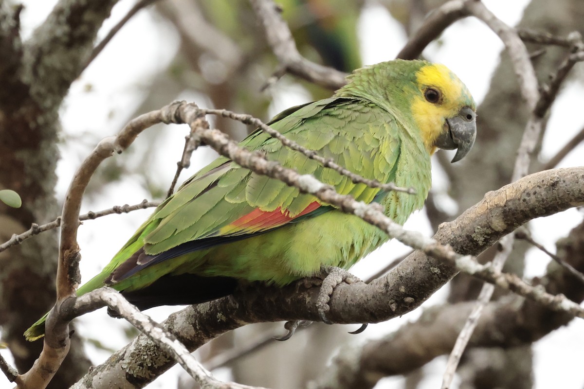 Amazona Frentiazul - ML644666033