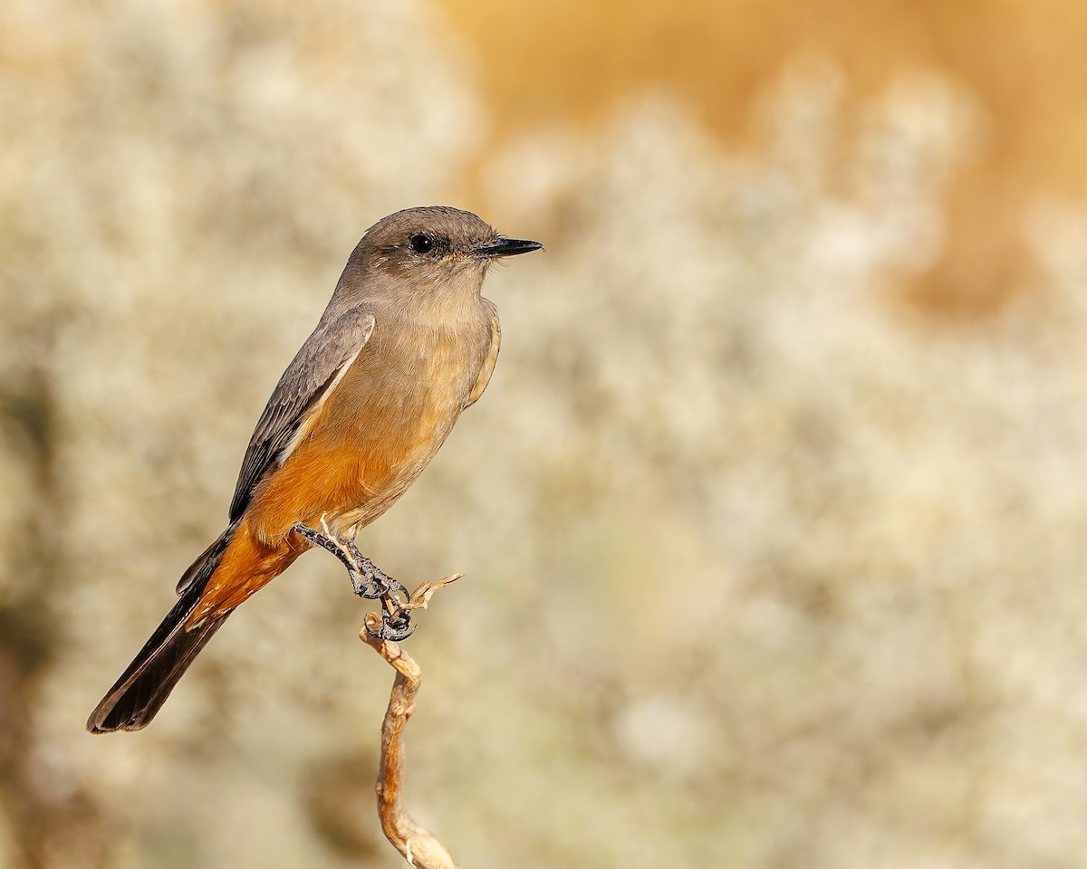 Say's Phoebe - ML644666038