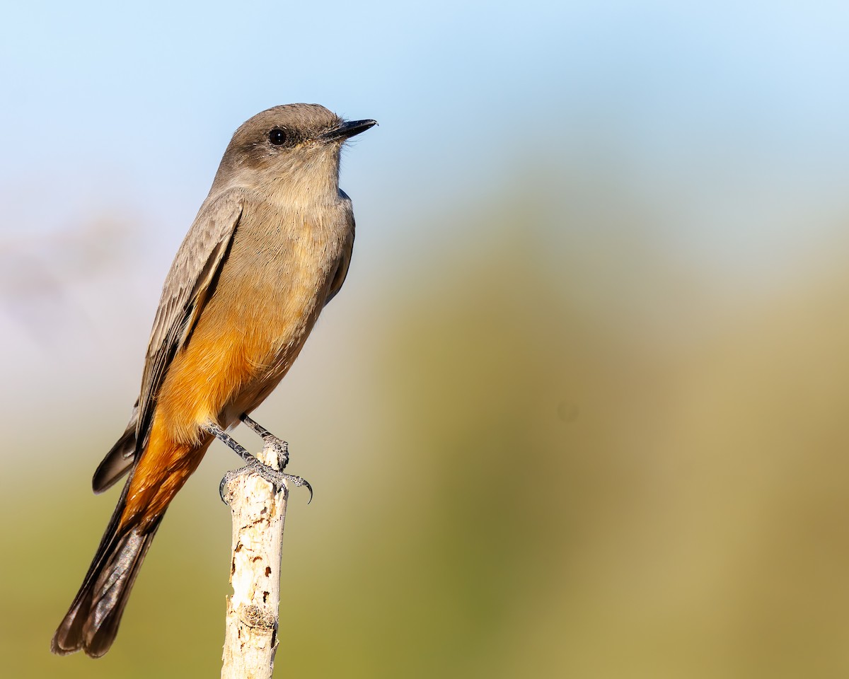 Say's Phoebe - ML644666039