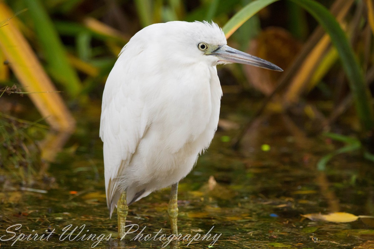 Little Blue Heron - ML644666042