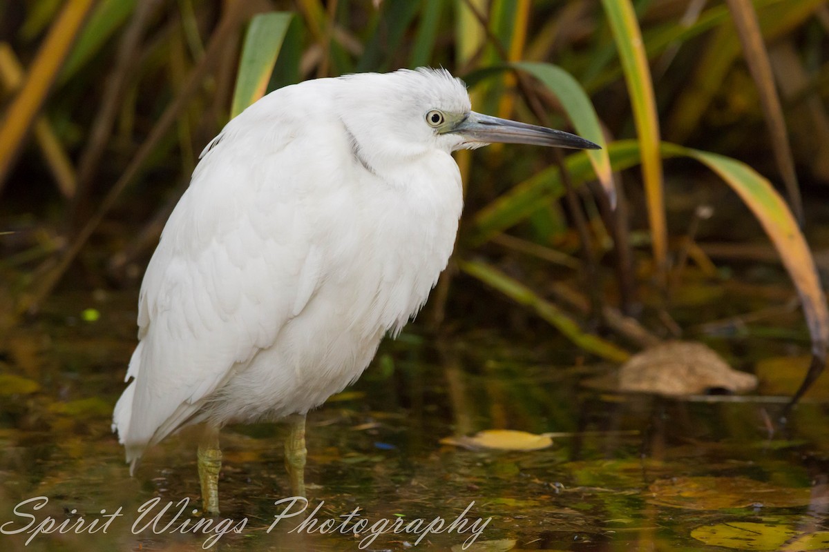 Little Blue Heron - ML644666043