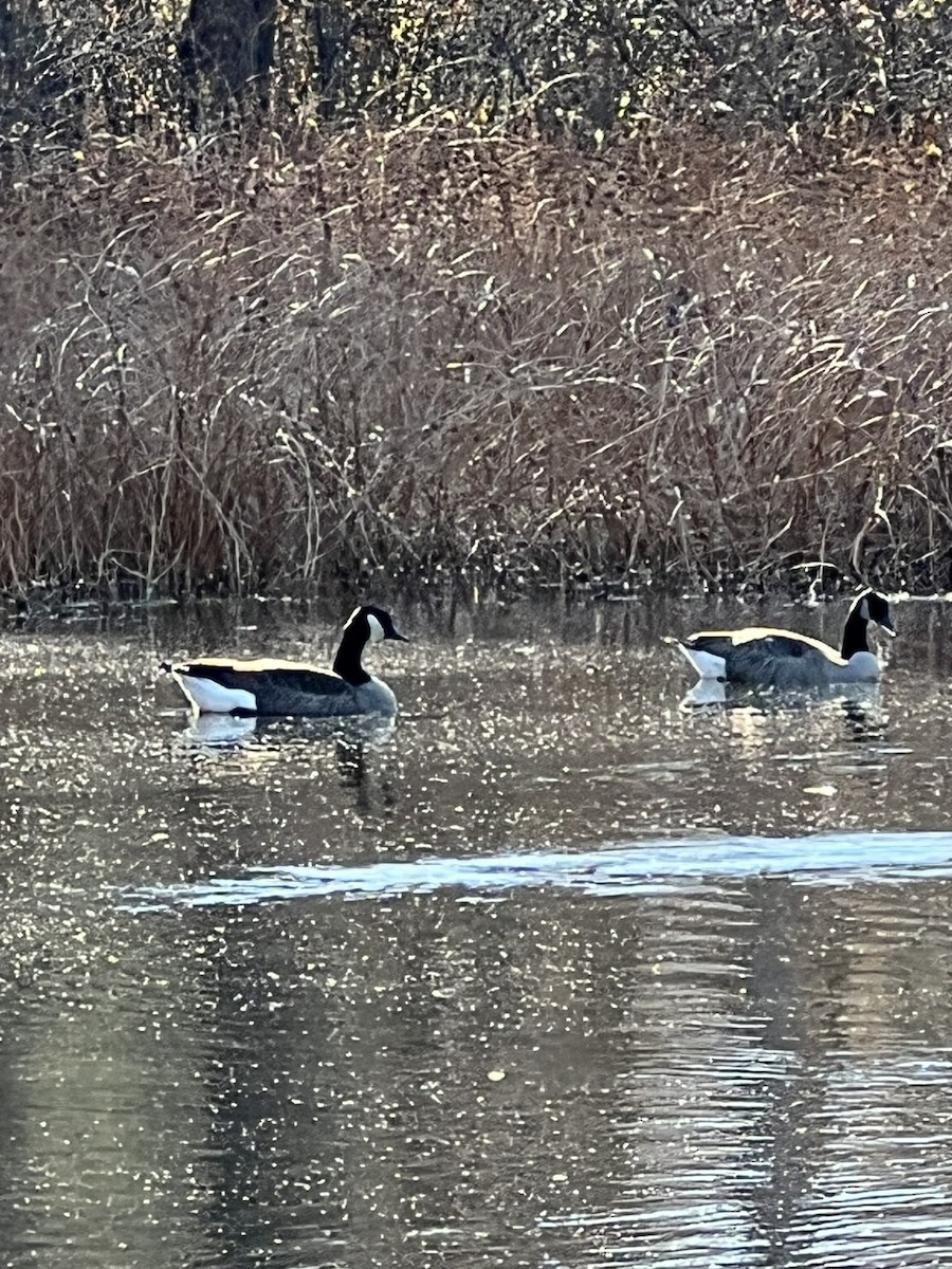 Bernache du Canada - ML644666045