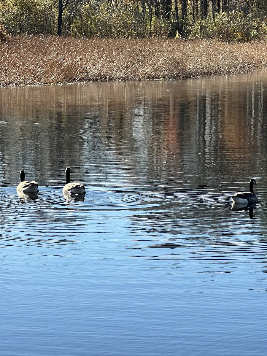 Bernache du Canada - ML644666046