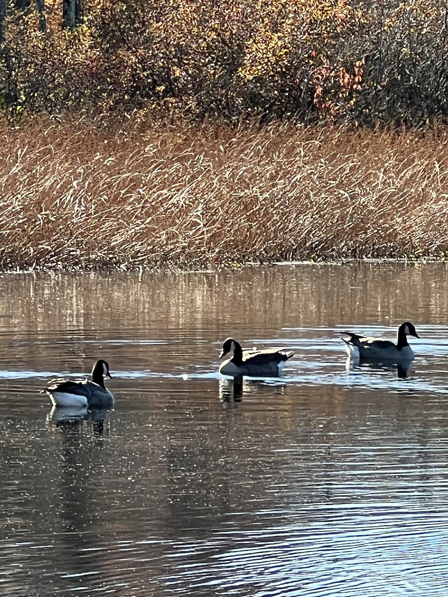 Bernache du Canada - ML644666047