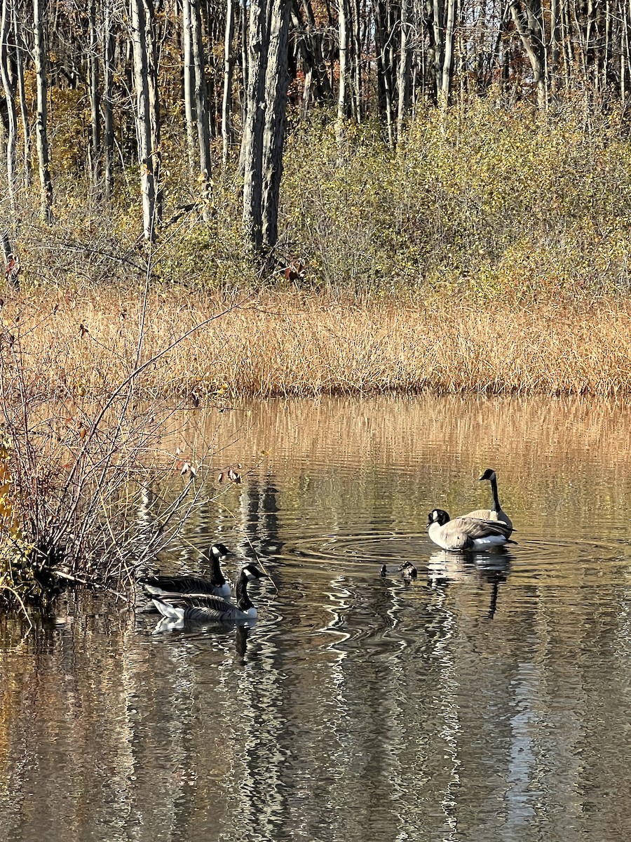 Bernache du Canada - ML644666048