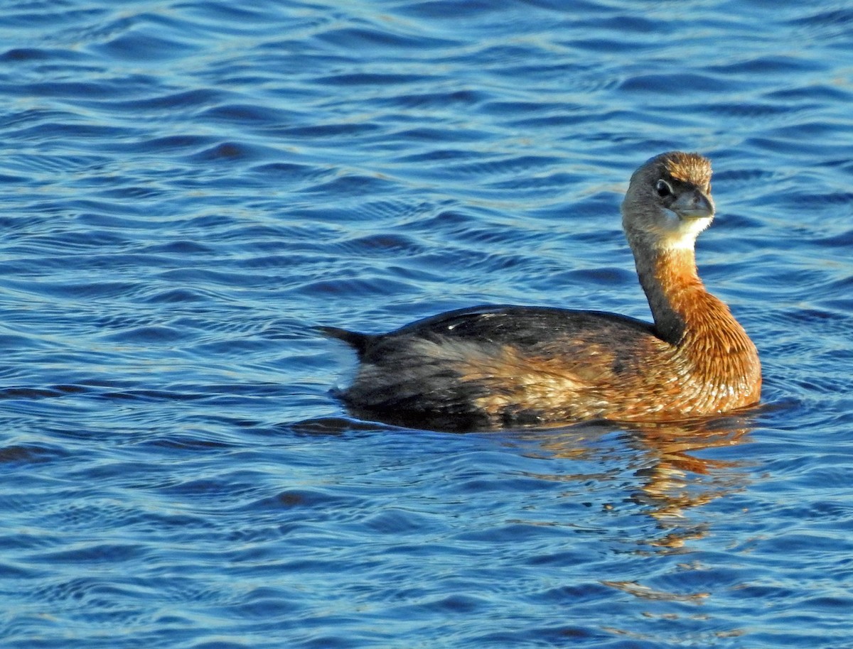 オビハシカイツブリ - ML644666054
