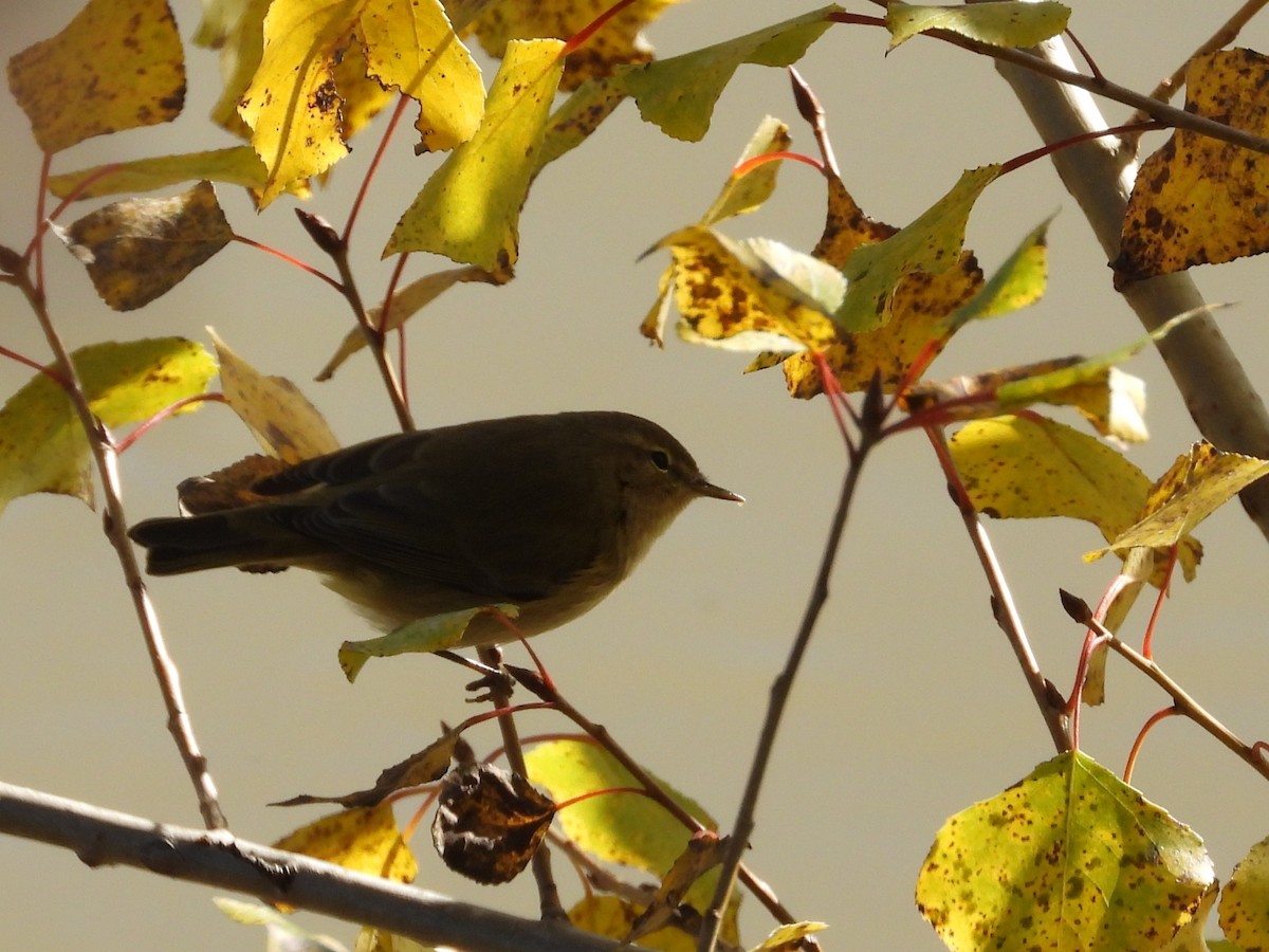 Mosquitero Común - ML644666055
