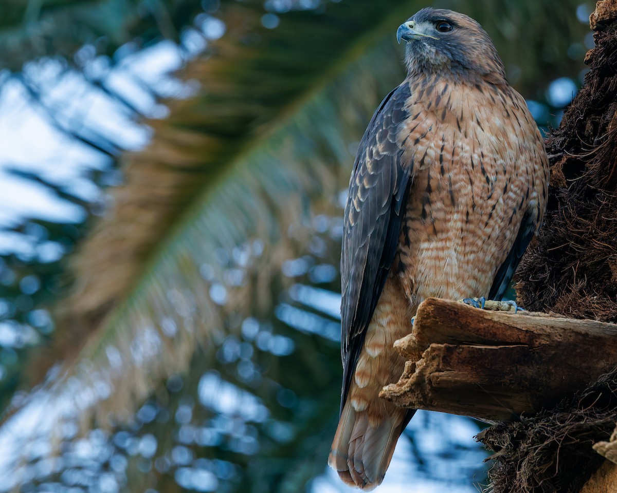 Red-tailed Hawk (calurus/alascensis) - ML644666056