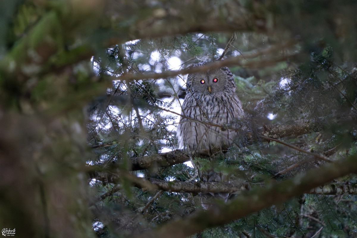 Allocco degli Urali - ML644666062