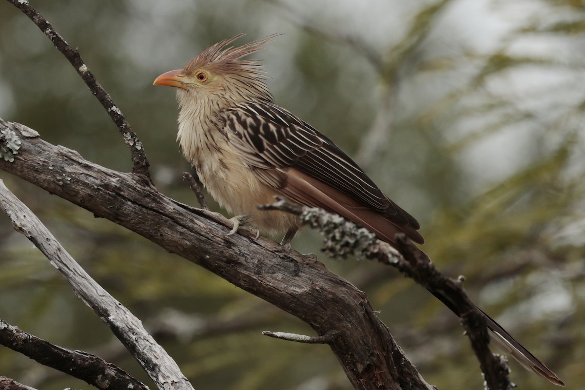 Guira Guguğu - ML644666063