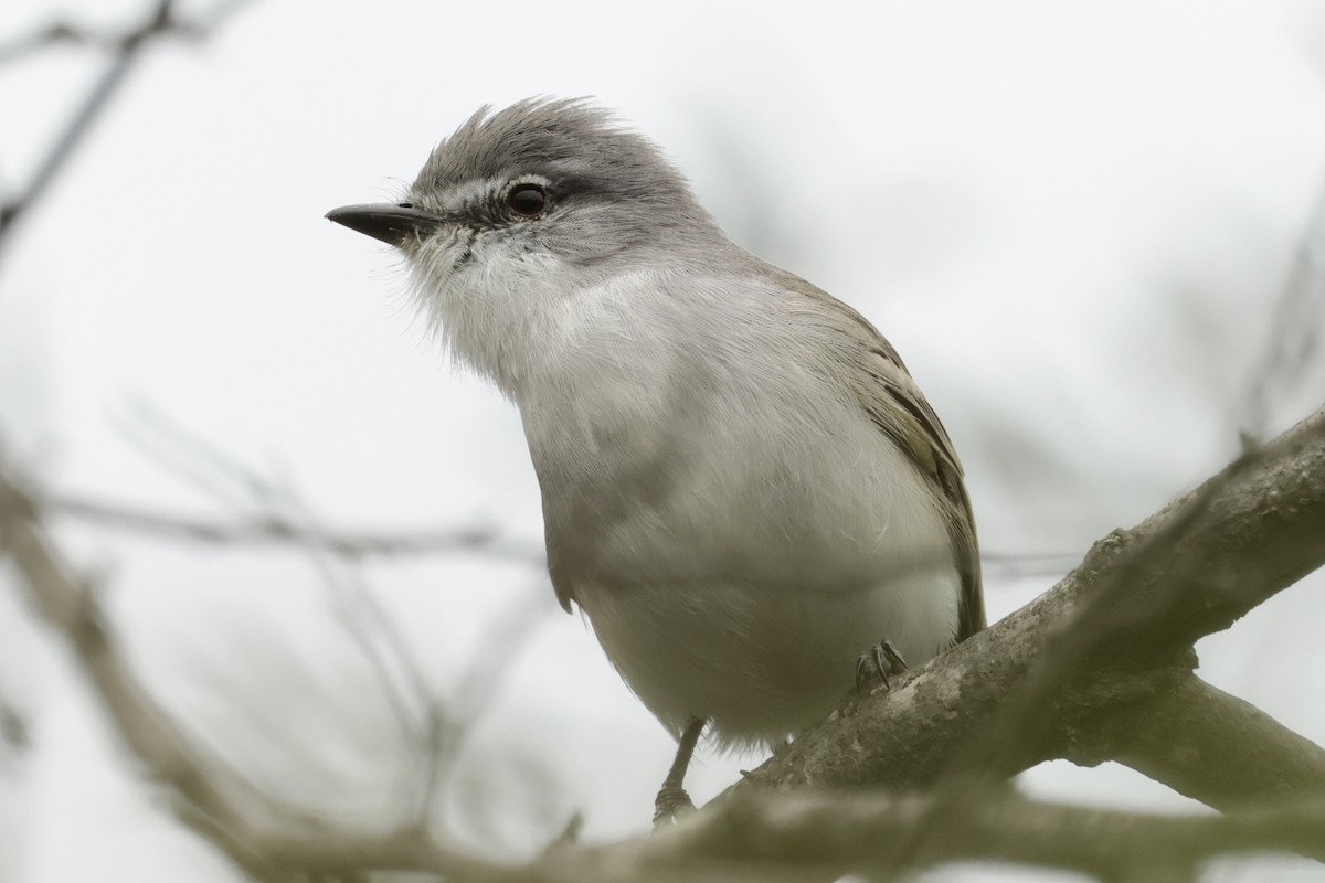 スイリリハエトリ - ML644666065