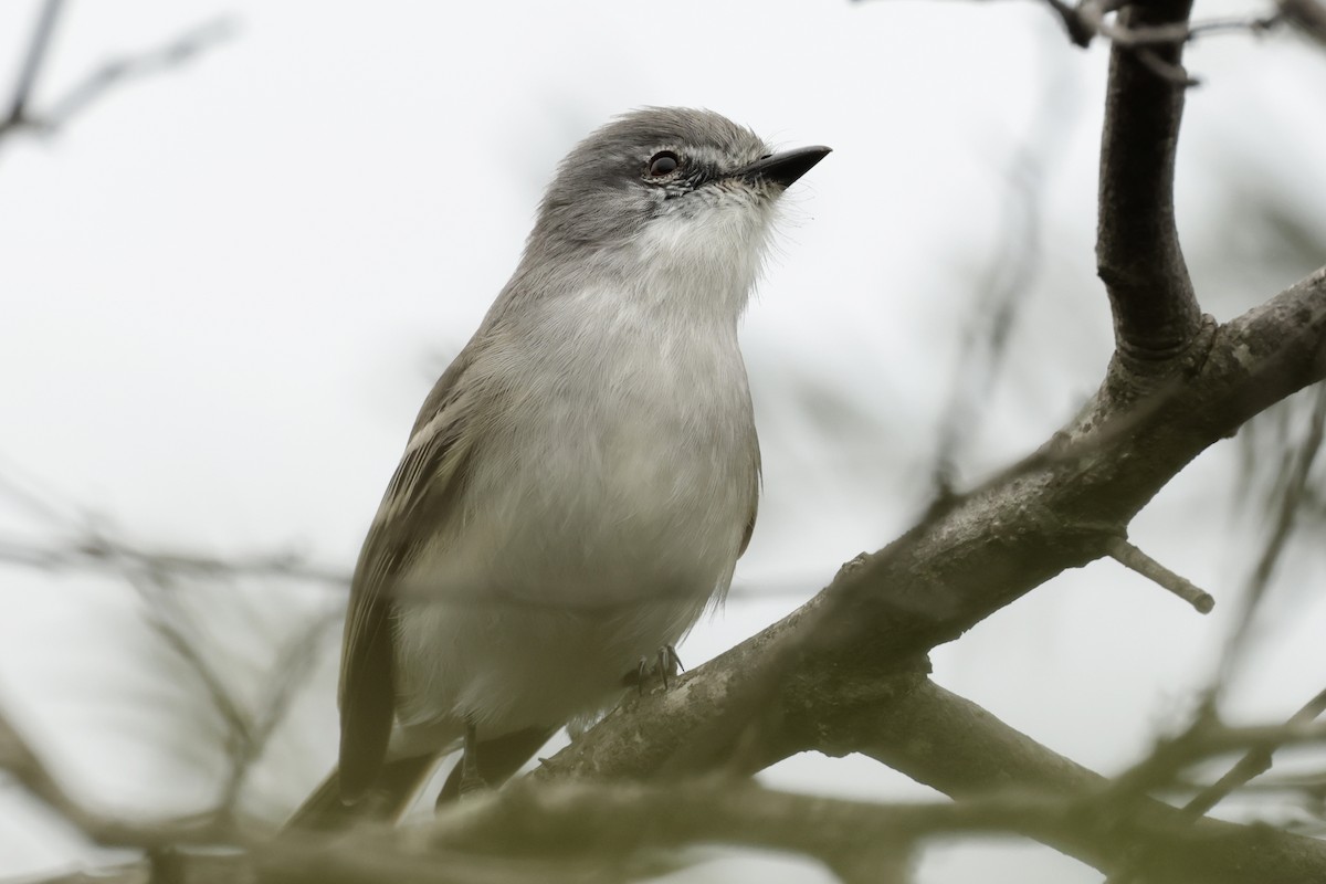 スイリリハエトリ - ML644666066