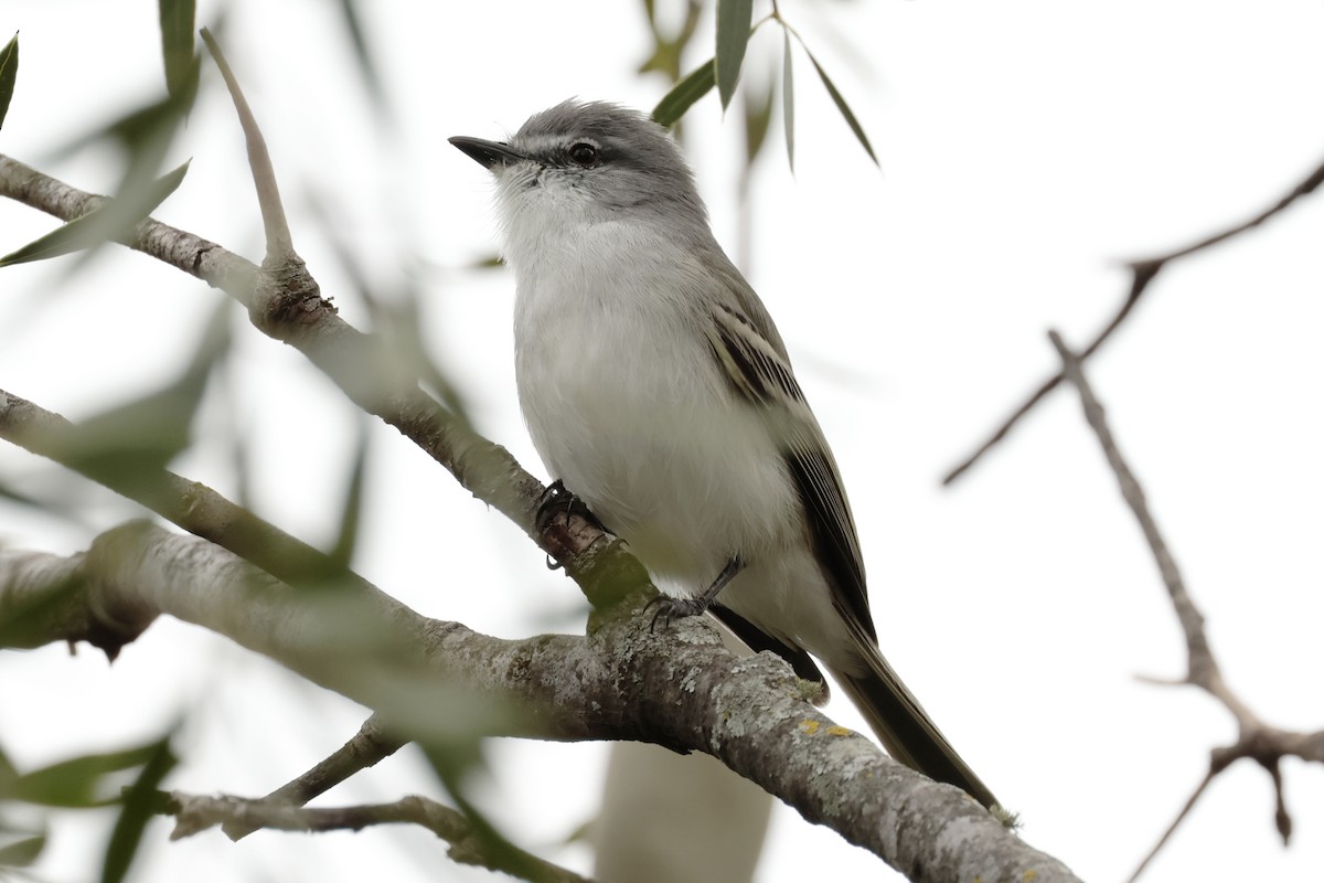 スイリリハエトリ - ML644666070